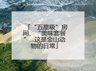 “五星级”房间、“美味套餐”…这是金山动物的日常