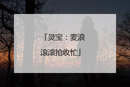 灵宝：麦浪滚滚抢收忙