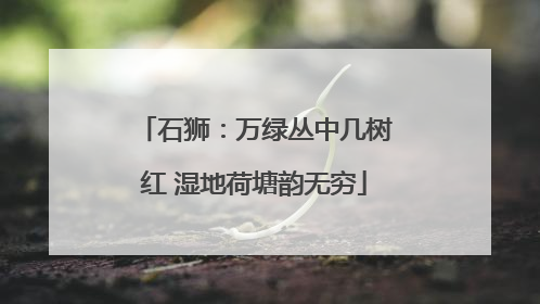 石狮：万绿丛中几树红 湿地荷塘韵无穷
