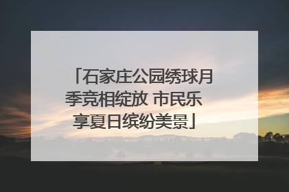 石家庄公园绣球月季竞相绽放 市民乐享夏日缤纷美景