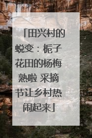 田兴村的蜕变：栀子花田的杨梅熟啦 采摘节让乡村热闹起来