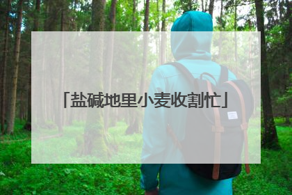 盐碱地里小麦收割忙