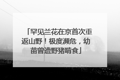 罕见兰花在京首次重返山野！极度濒危，幼苗曾遭野猪啃食