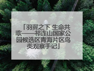 羽翼之下 生命共歌——祁连山国家公园候选区青海片区鸟类观察手记