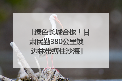 绿色长城合拢！甘肃民勤380公里锁边林带缚住沙海