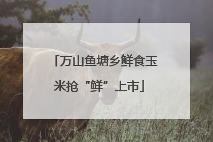 万山鱼塘乡鲜食玉米抢“鲜”上市