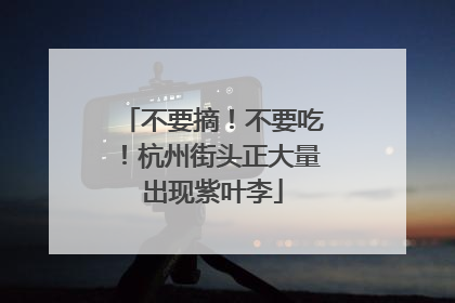 不要摘！不要吃！杭州街头正大量出现紫叶李