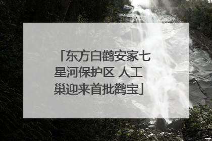 东方白鹳安家七星河保护区 人工巢迎来首批鹳宝