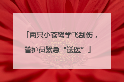 两只小苍鹭学飞刮伤，管护员紧急“送医”
