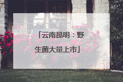 云南昆明：野生菌大量上市