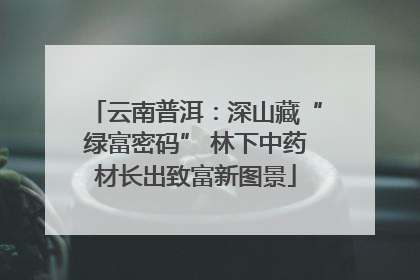 云南普洱：深山藏“绿富密码” 林下中药材长出致富新图景