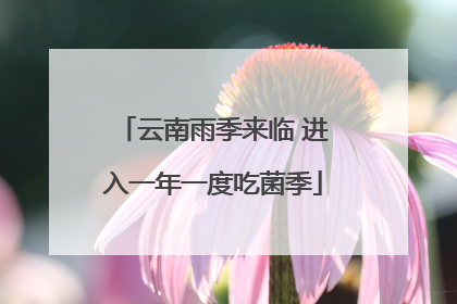 云南雨季来临 进入一年一度吃菌季