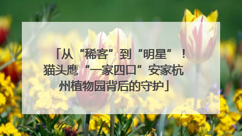 从“稀客”到“明星”！猫头鹰“一家四口”安家杭州植物园背后的守护