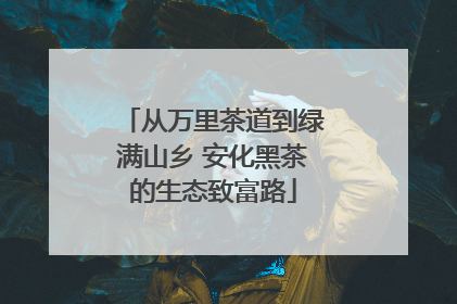 从万里茶道到绿满山乡 安化黑茶的生态致富路