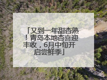 又到一年甜杏熟！青岛本地杏喜迎丰收，6月中旬开启尝鲜季