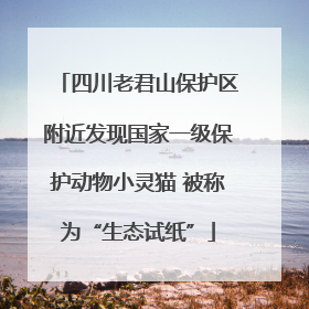四川老君山保护区附近发现国家一级保护动物小灵猫 被称为“生态试纸”