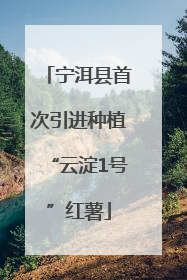 宁洱县首次引进种植“云淀1号”红薯