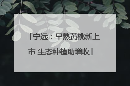 宁远：早熟黄桃新上市 生态种植助增收