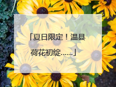 夏日限定！温县荷花初绽……