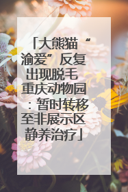 大熊猫“渝爱”反复出现脱毛 重庆动物园：暂时转移至非展示区静养治疗