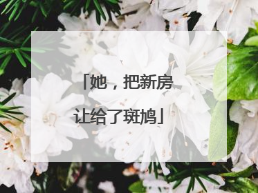 她，把新房让给了斑鸠