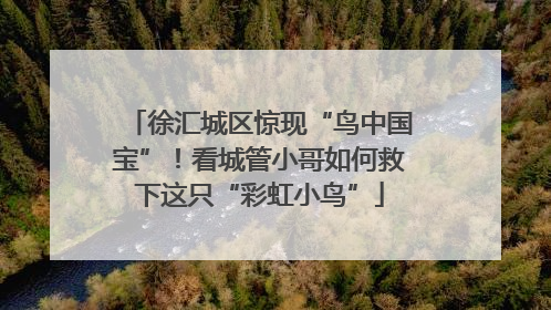 徐汇城区惊现“鸟中国宝”！看城管小哥如何救下这只“彩虹小鸟”
