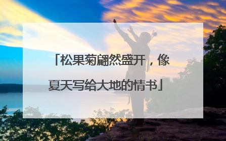 松果菊翩然盛开，像夏天写给大地的情书