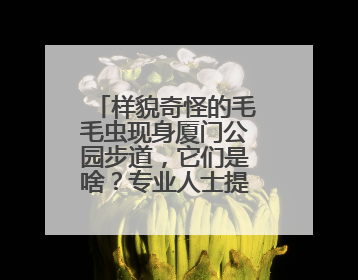 样貌奇怪的毛毛虫现身厦门公园步道，它们是啥？专业人士提醒→