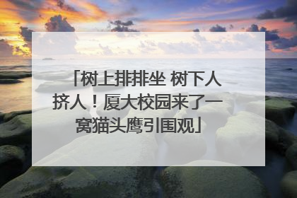 树上排排坐 树下人挤人！厦大校园来了一窝猫头鹰引围观