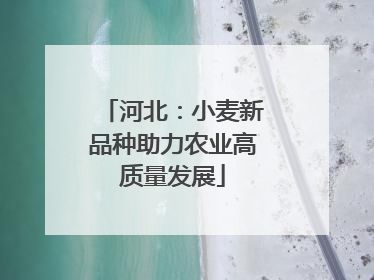河北：小麦新品种助力农业高质量发展