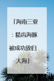 海南三亚：糙齿海豚被成功放归大海