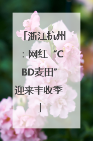 浙江杭州：网红“CBD麦田”迎来丰收季