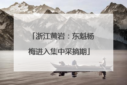 浙江黄岩：东魁杨梅进入集中采摘期