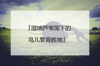 湿地芦苇荡下的鸟儿繁育胜地