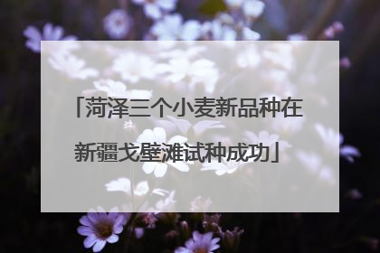 菏泽三个小麦新品种在新疆戈壁滩试种成功