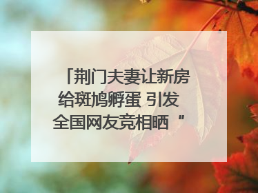 荆门夫妻让新房给斑鸠孵蛋 引发全国网友竞相晒“人鸟共处”图