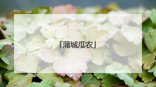 蒲城瓜农
