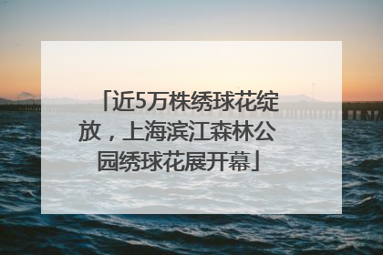 近5万株绣球花绽放，上海滨江森林公园绣球花展开幕