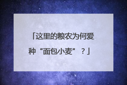 这里的粮农为何爱种“面包小麦”？