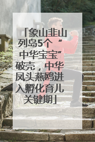 象山韭山列岛5个“中华宝宝”破壳，中华凤头燕鸥进入孵化育儿关键期