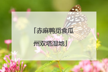 赤麻鸭觅食瓜州双塔湿地