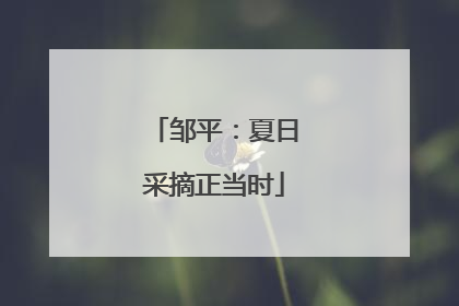 邹平：夏日采摘正当时