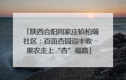 陕西合阳同家庄镇柏瑞社区：百亩杏园迎丰收 果农走上“杏”福路