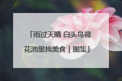 雨过天晴 白头鸟荷花池里找美食｜图集