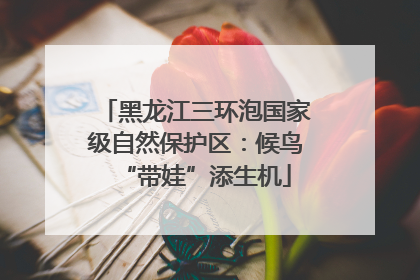 黑龙江三环泡国家级自然保护区：候鸟“带娃”添生机